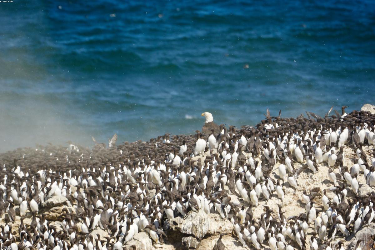 Common murre on water