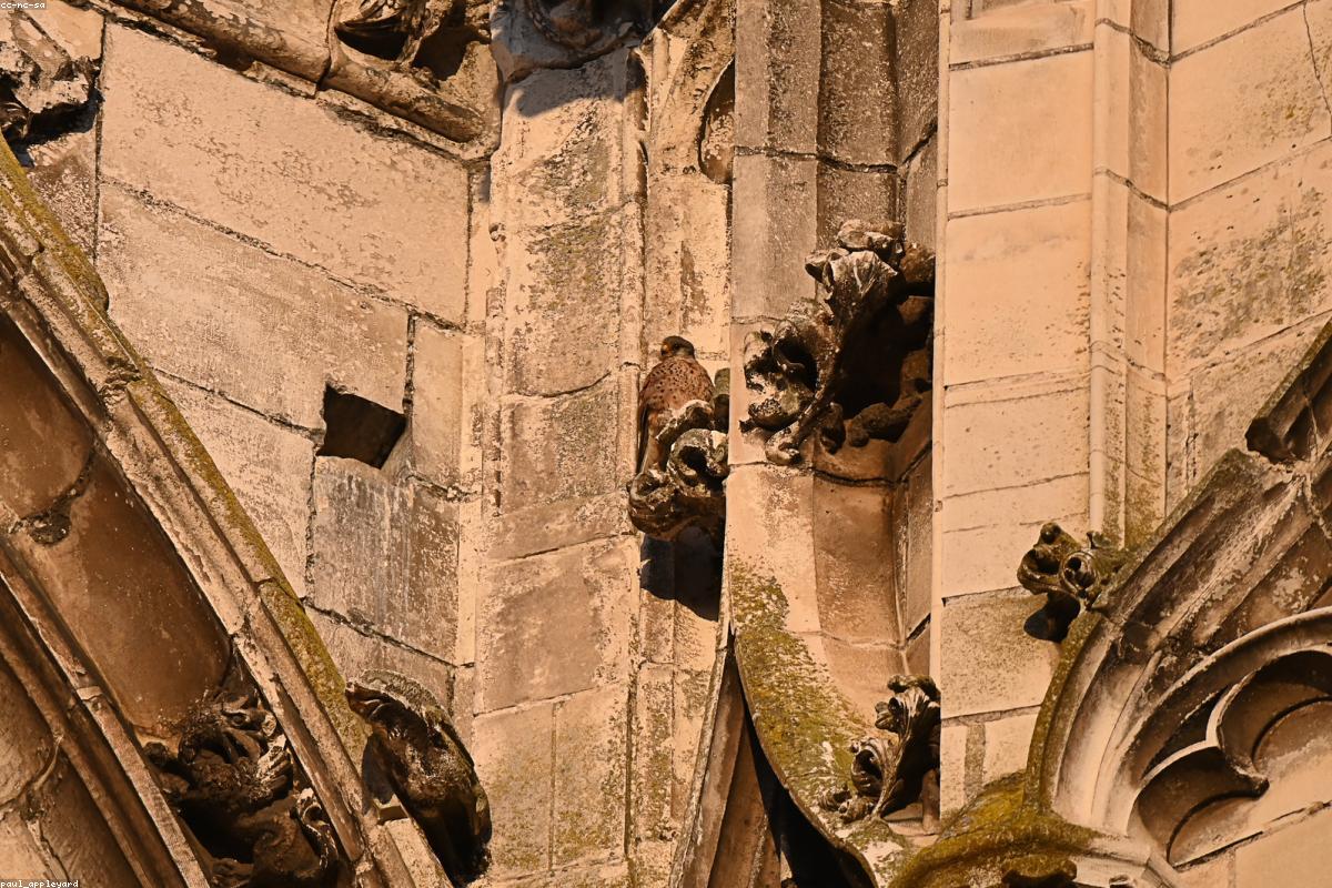 Peregrine falcon in flight