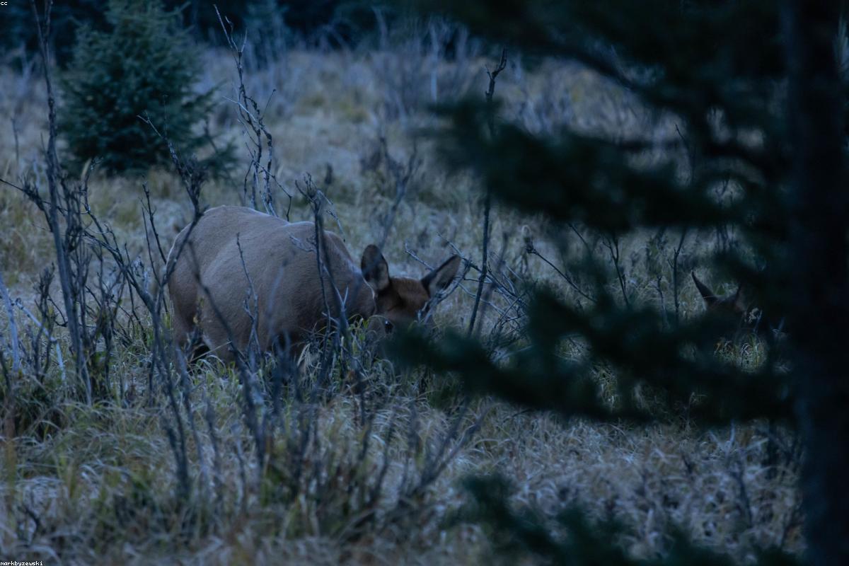 Tule elk bull on grassland