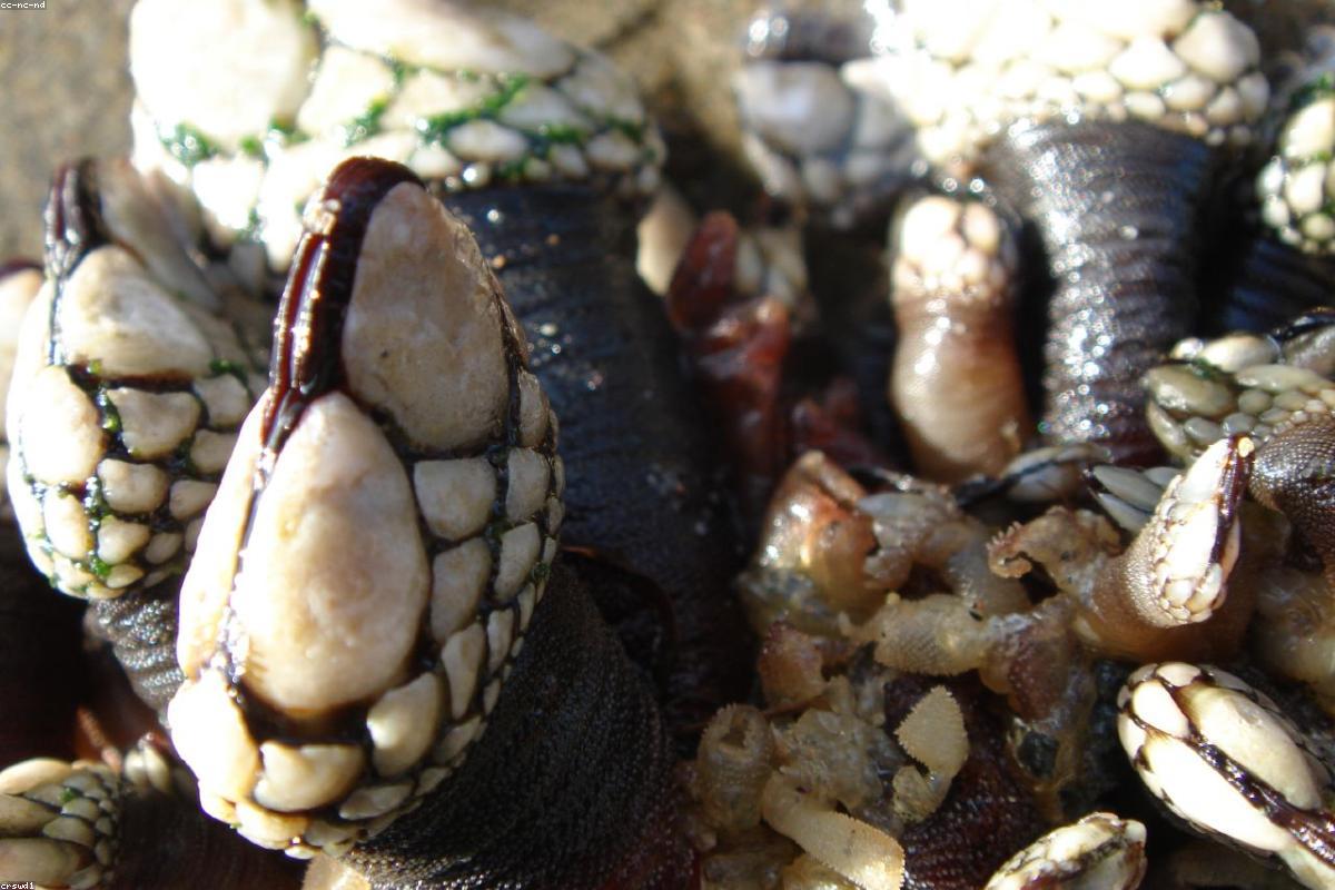Close view of wet kelp on rock