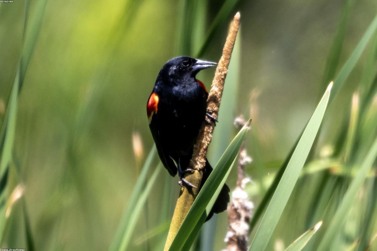 Prairie Pothole blackbirds