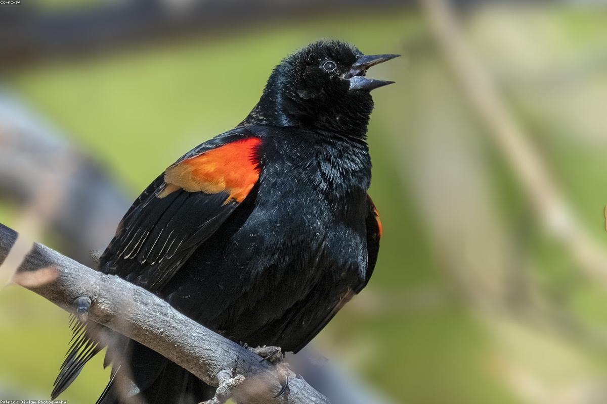 Red-winged Blackbird displaying with epaulet flared