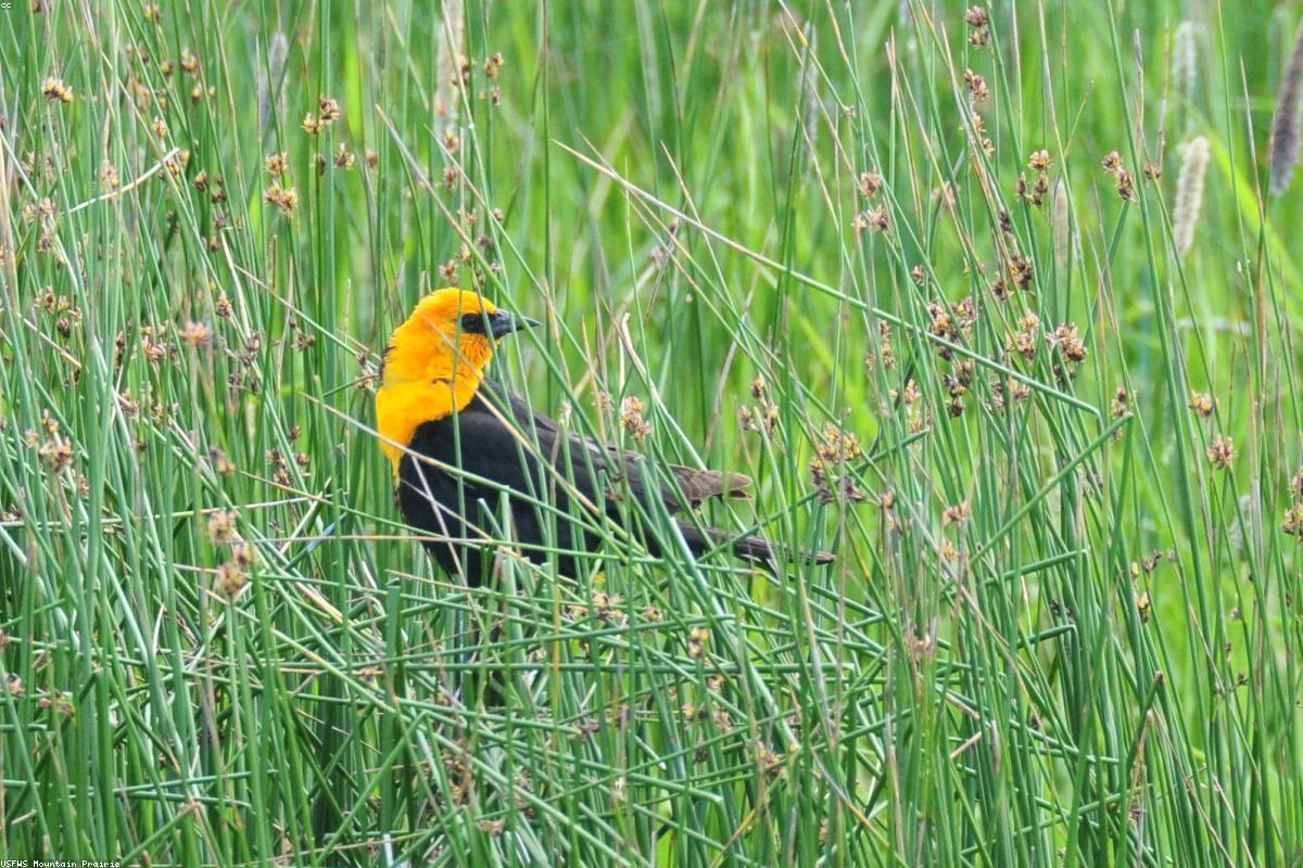 Yellow-headed Blackbird in cattails