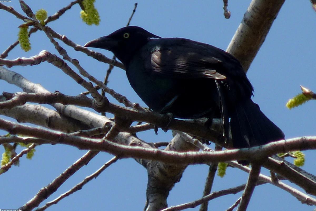 Common Grackle on power line