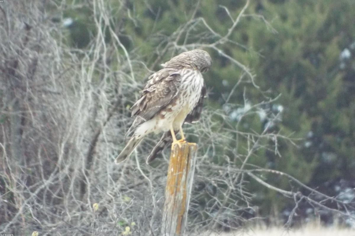 Northern Harrier low over pothole