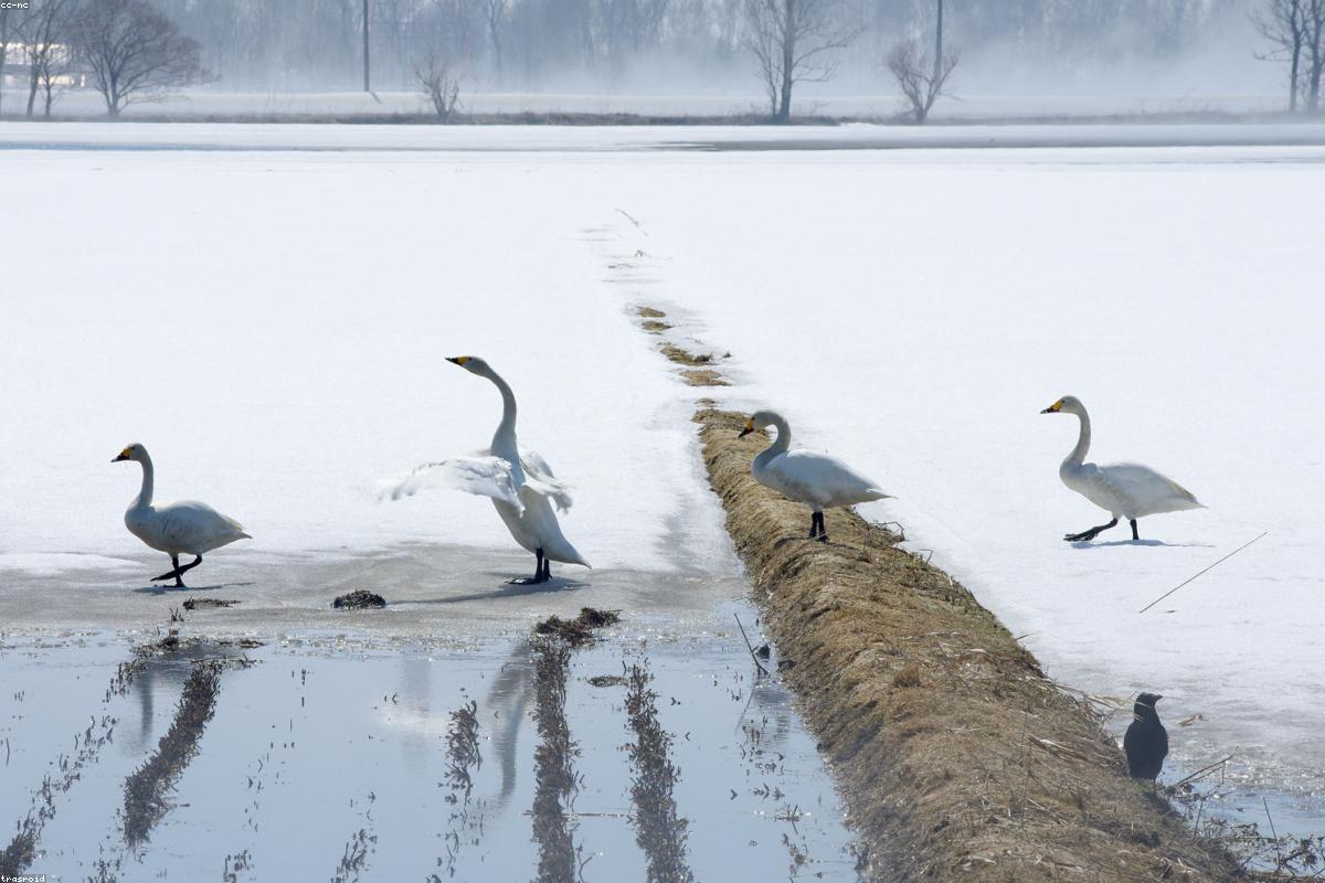 Tundra Swan solo on pothole