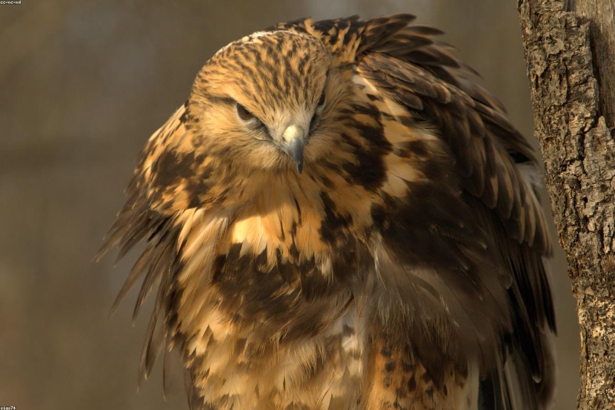 Rough-legged Hawk on pole