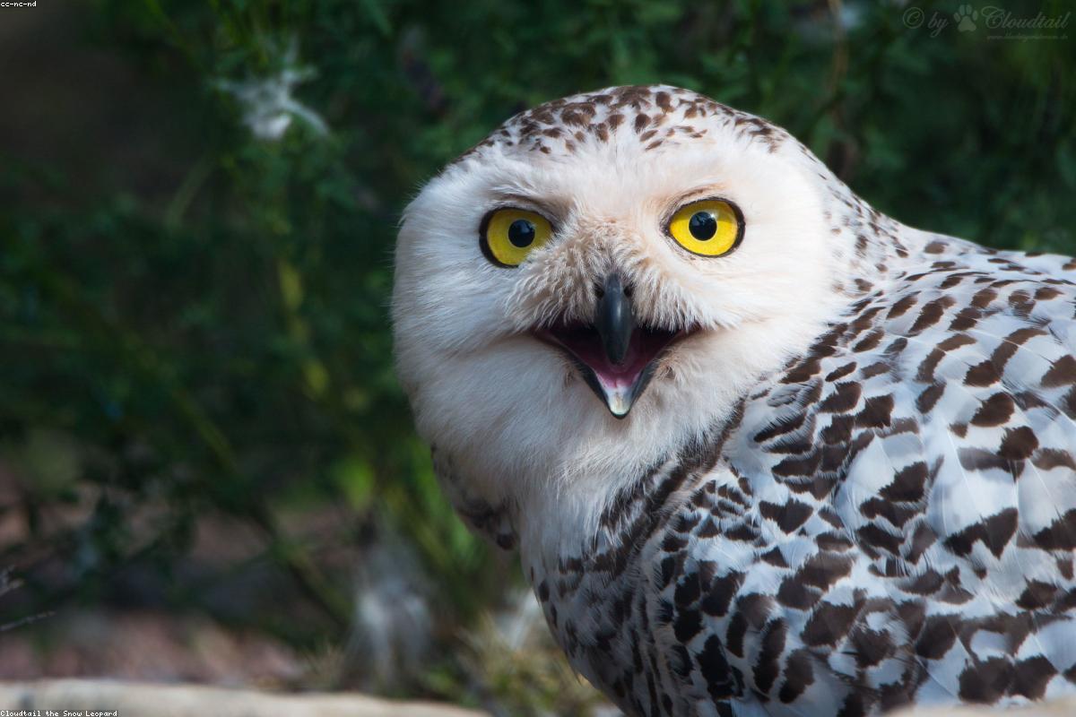 Snowy Owl distant on field edge