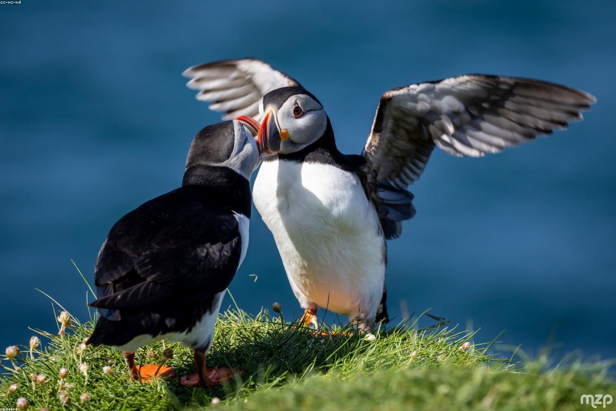 Pribilof Islands seabirds