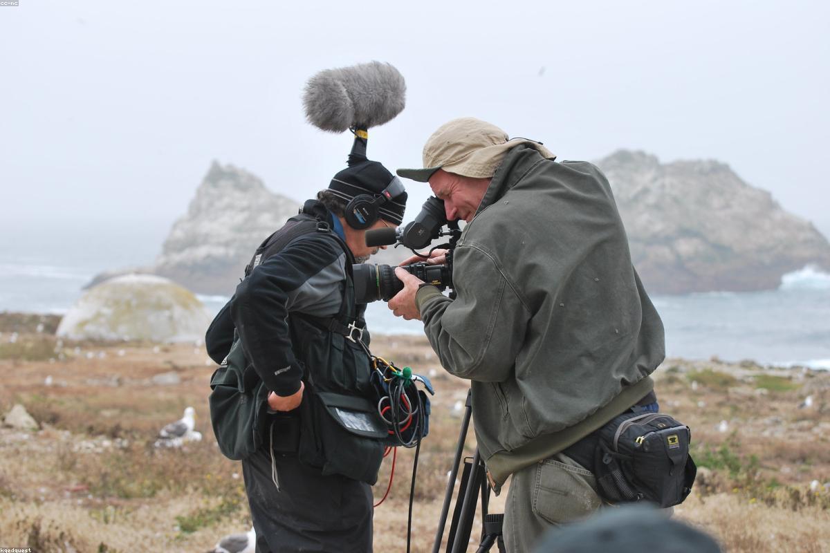 Parakeet auklet on rock
