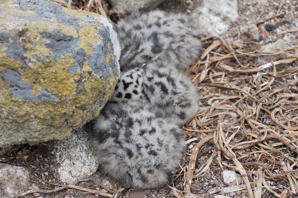 Least auklet in crevice