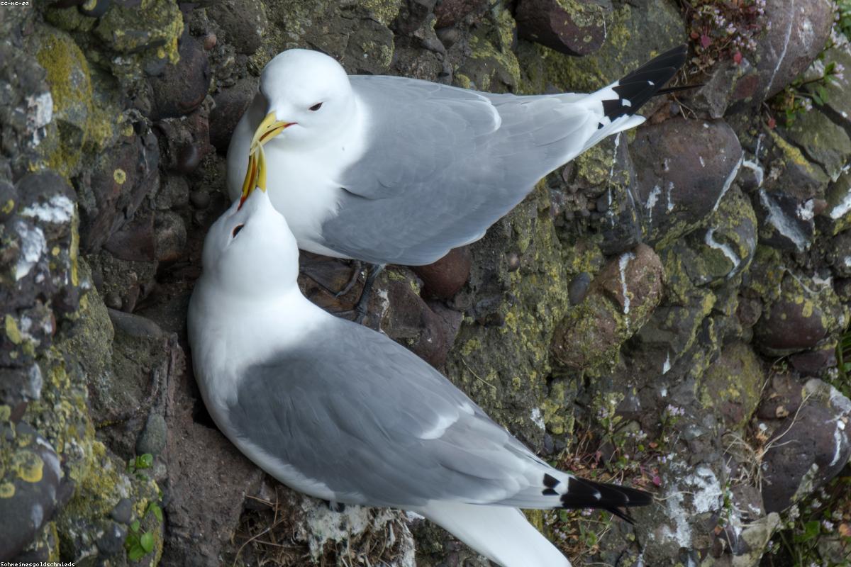 Red-legged kittiwake on nest