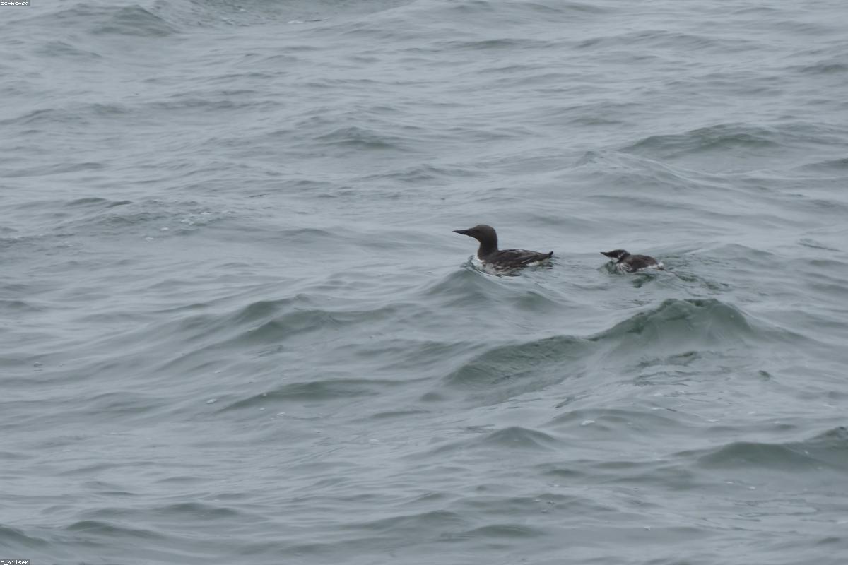 Thick-billed murre on cliff