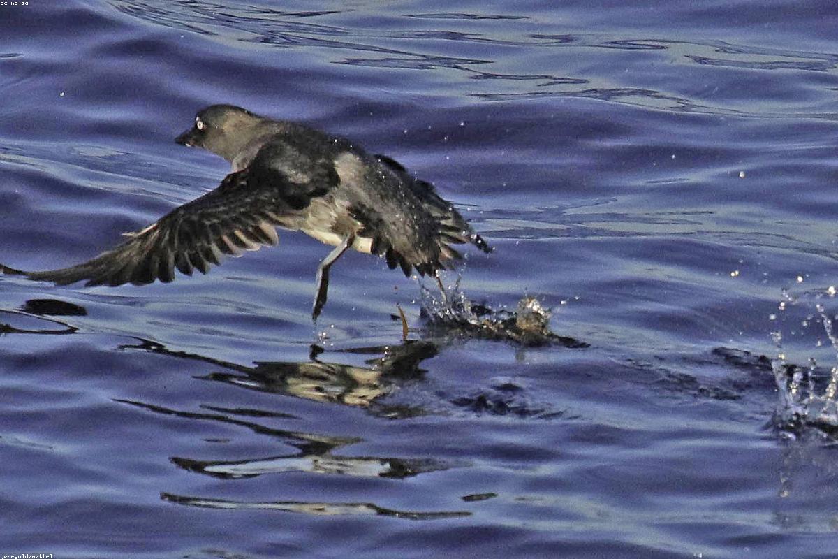 Crested auklet on rock