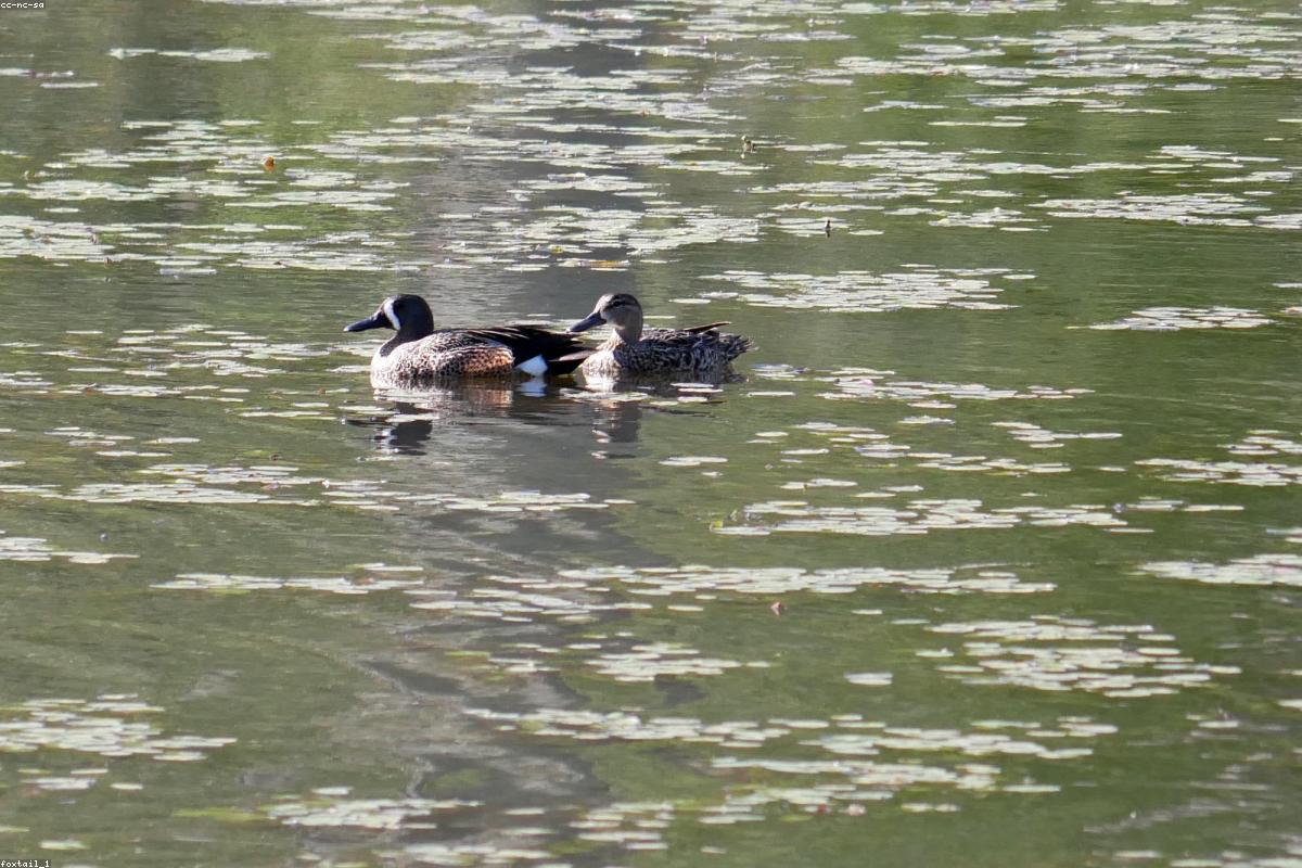 Blue-winged Teal pair