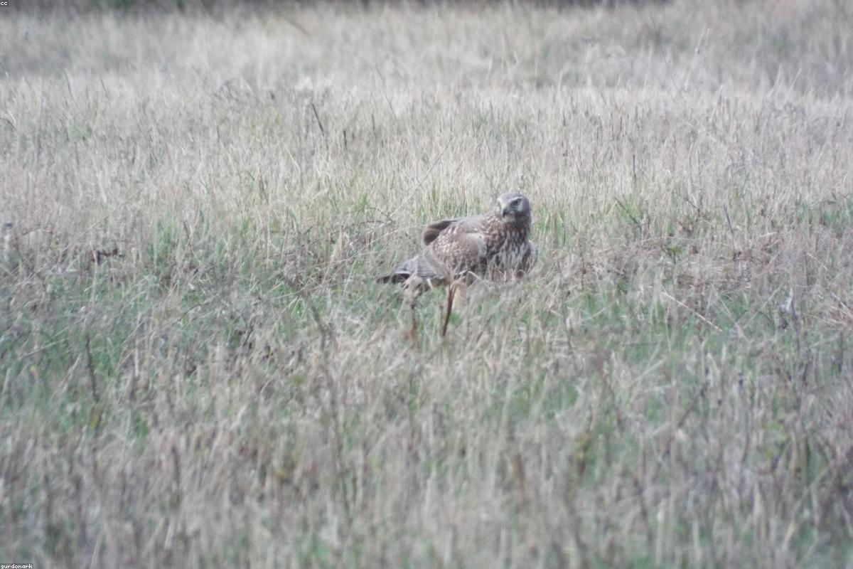 Northern Harrier quartering marsh