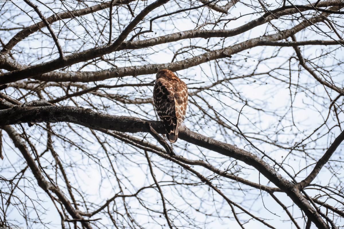 Red-shouldered Hawk on wood edge