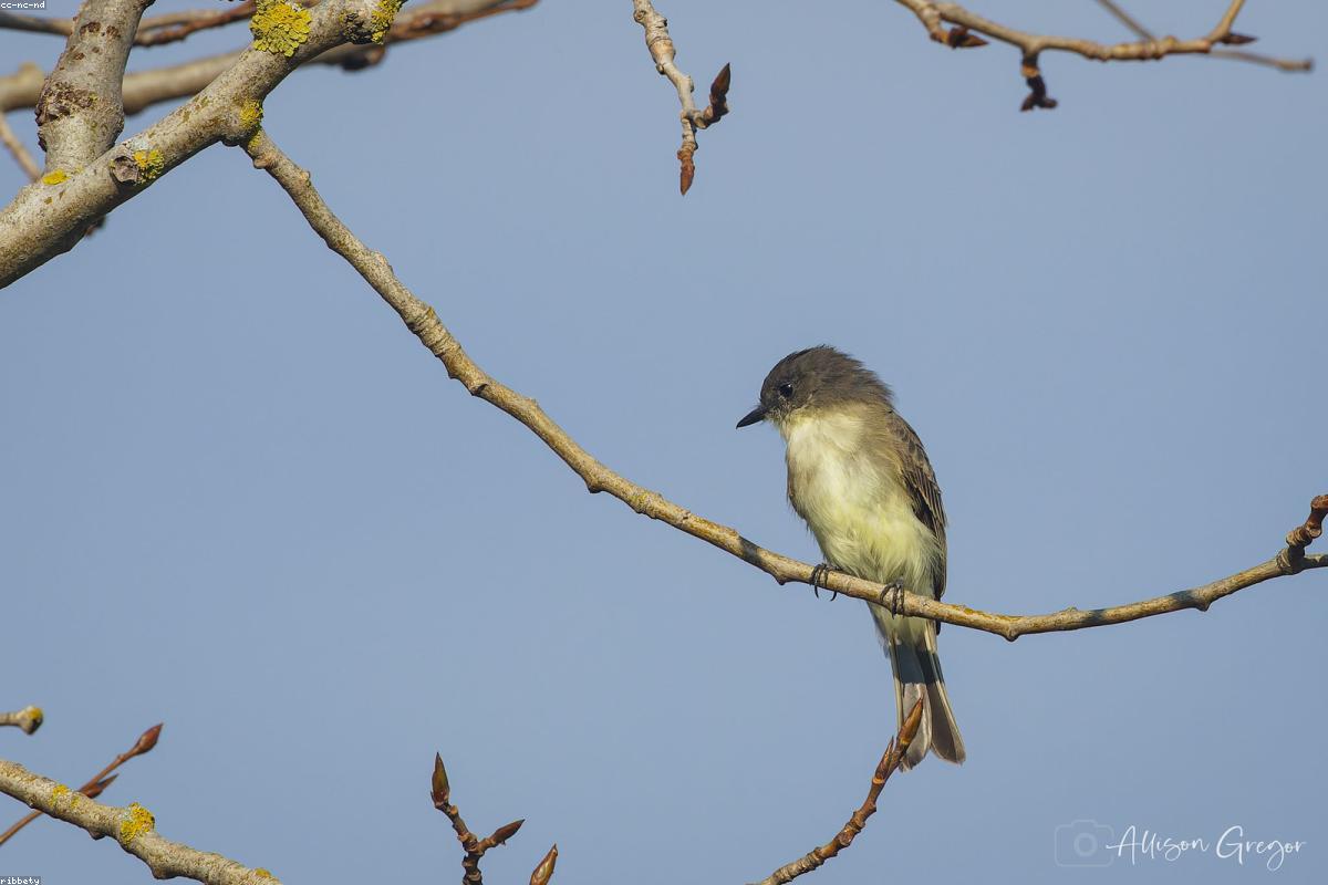 Eastern Phoebe on fence post