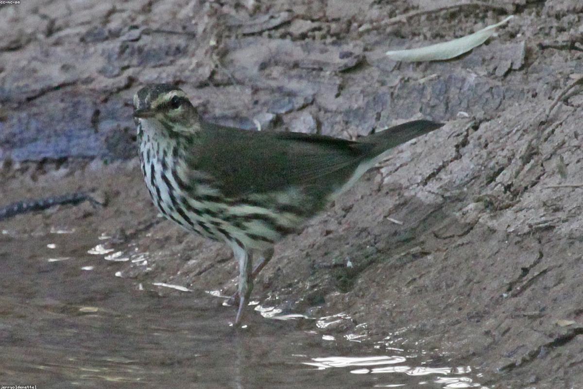 Louisiana Waterthrush in puddle