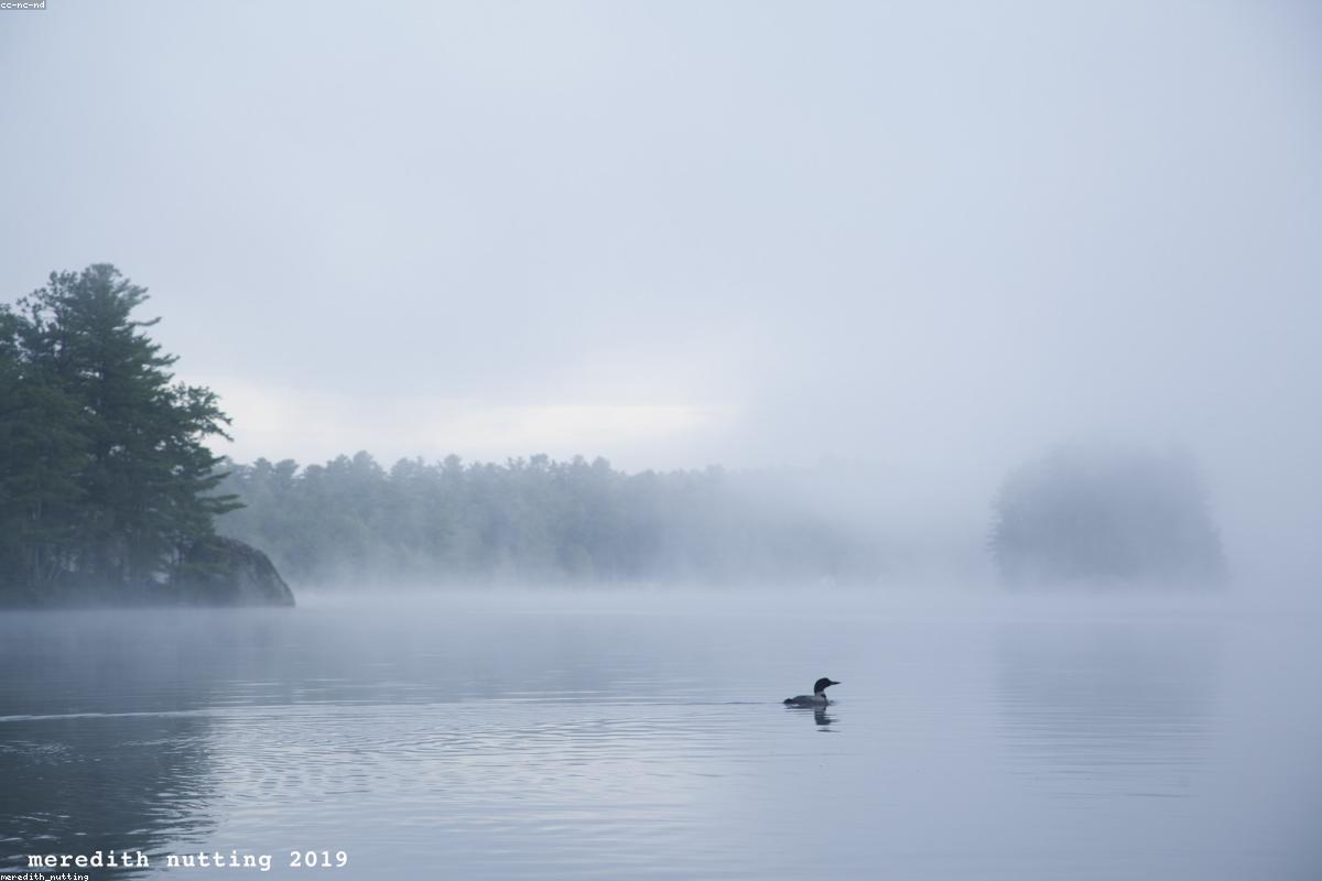 Quabbin loons at ice-out
