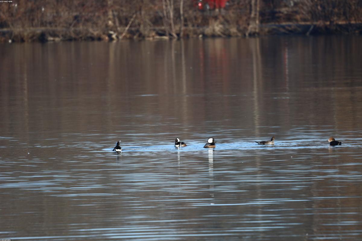 Hooded Merganser pair in cove