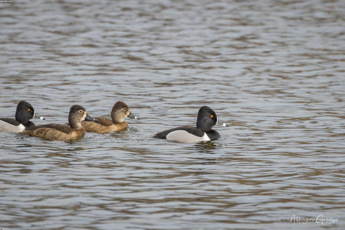 Ring-necked Duck flock scattering