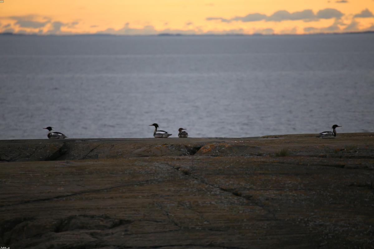 Red-breasted Merganser drake