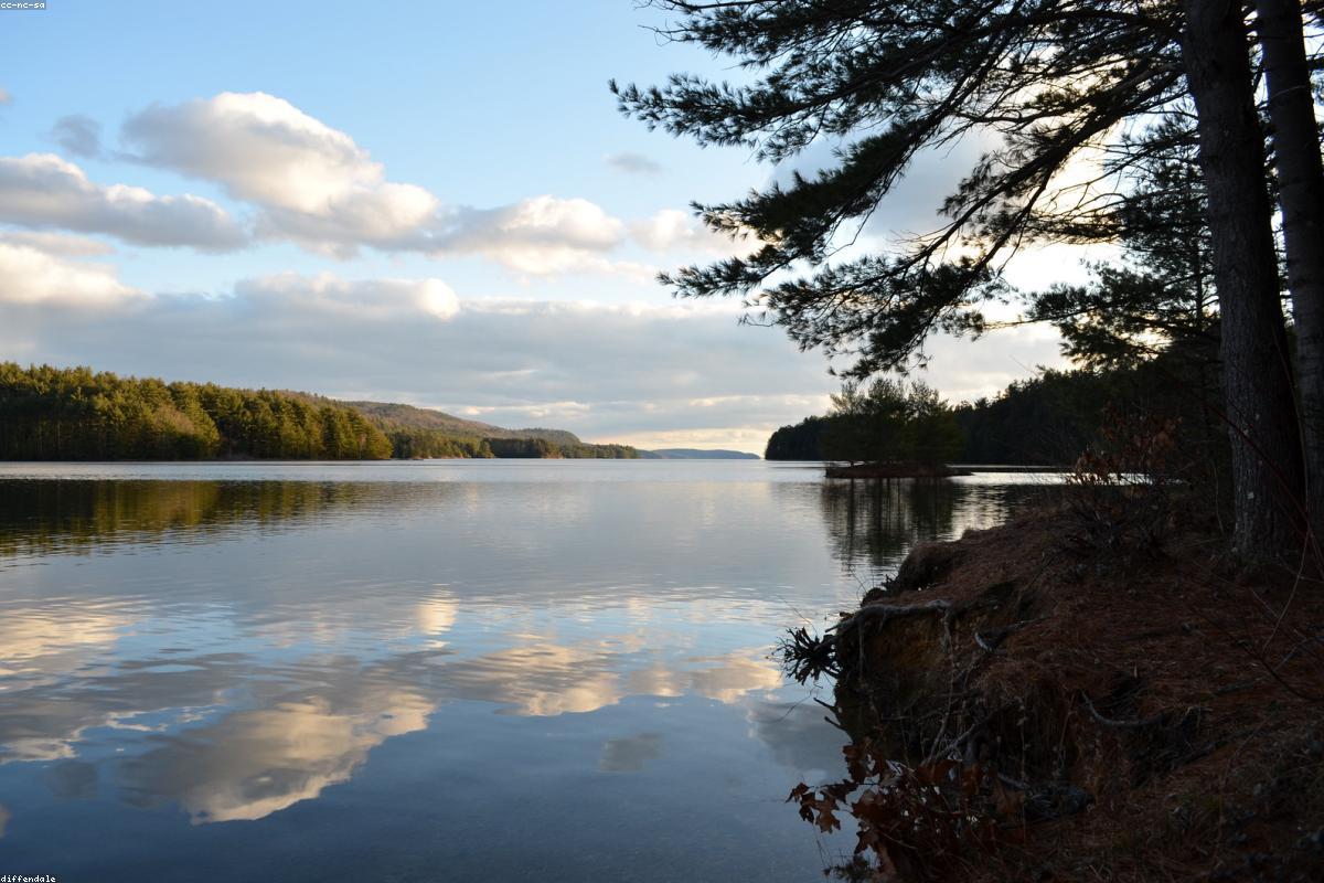 Quabbin shoreline with bare trees