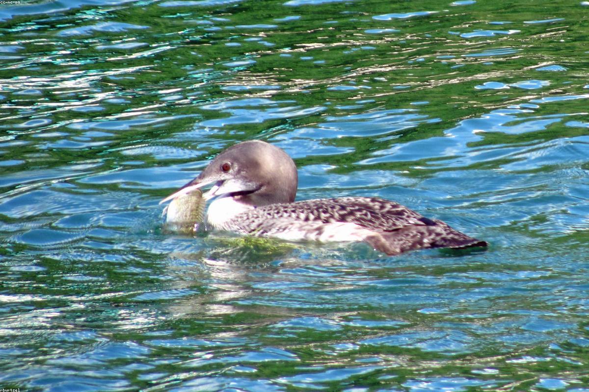 Loon reflection in still water