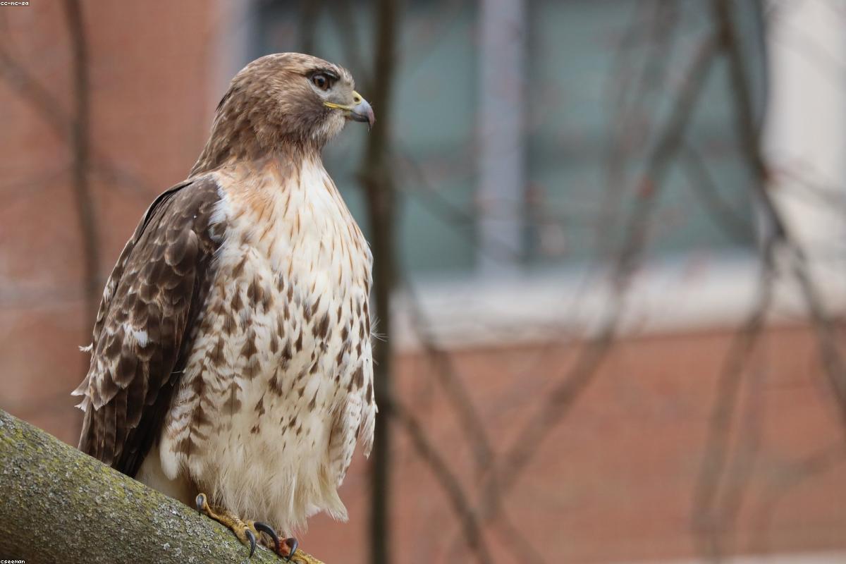 Red-tails of Central Park