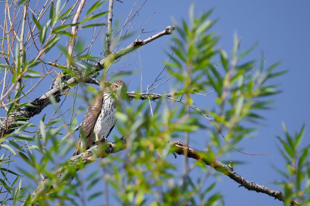 Red-tail on chain-link fence in Ramble