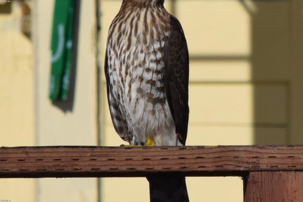 Cooper's Hawk silhouette