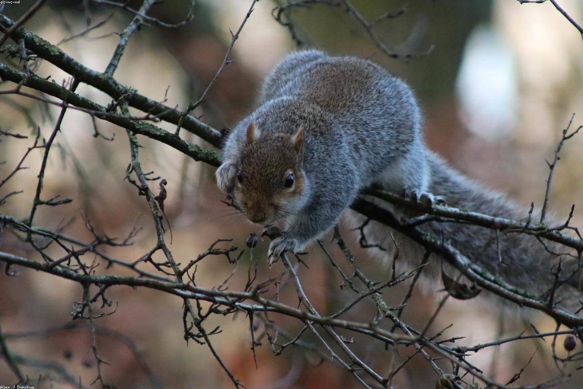 Squirrel near fence base