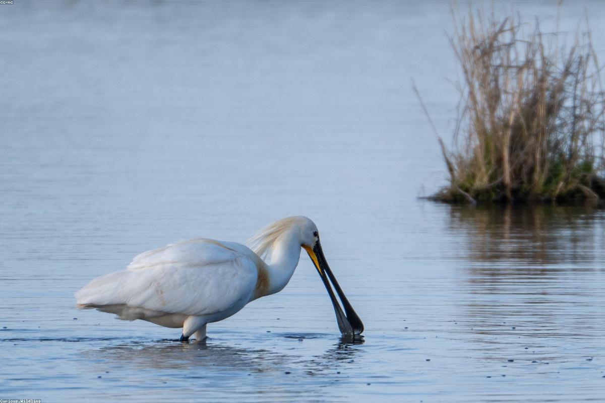 Spoonbill in shallows