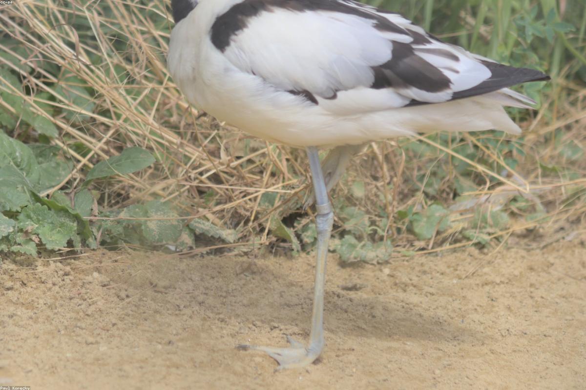 Stilt at mudflat edge