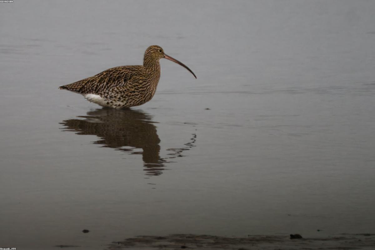 Curlew on low-tide mud