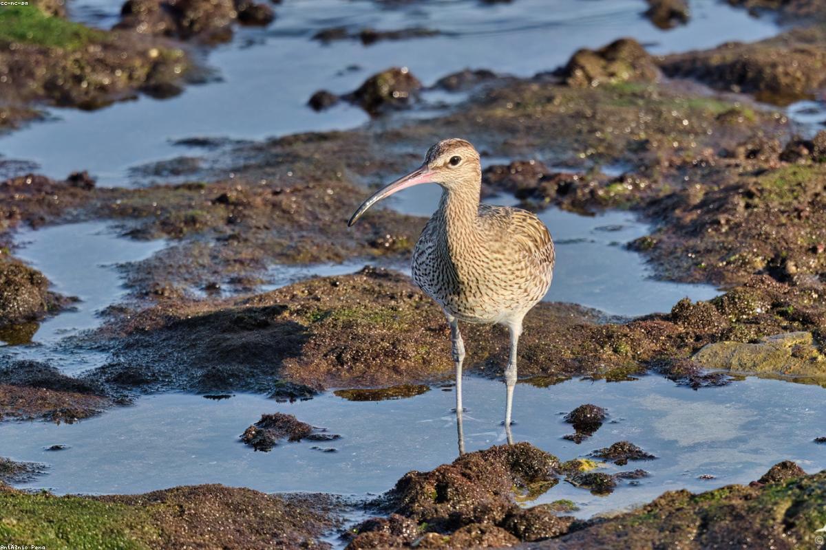Whimbrel on mud