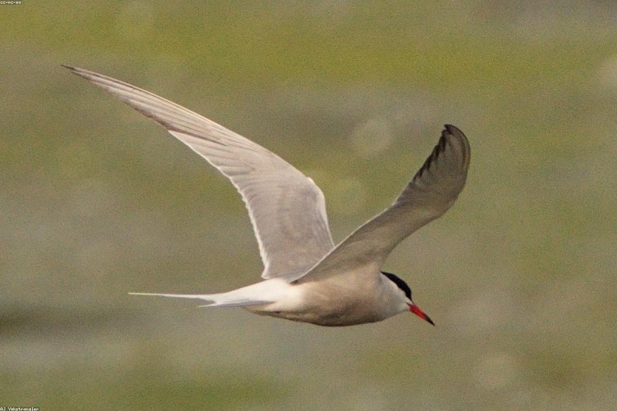 Caspian tern flying past