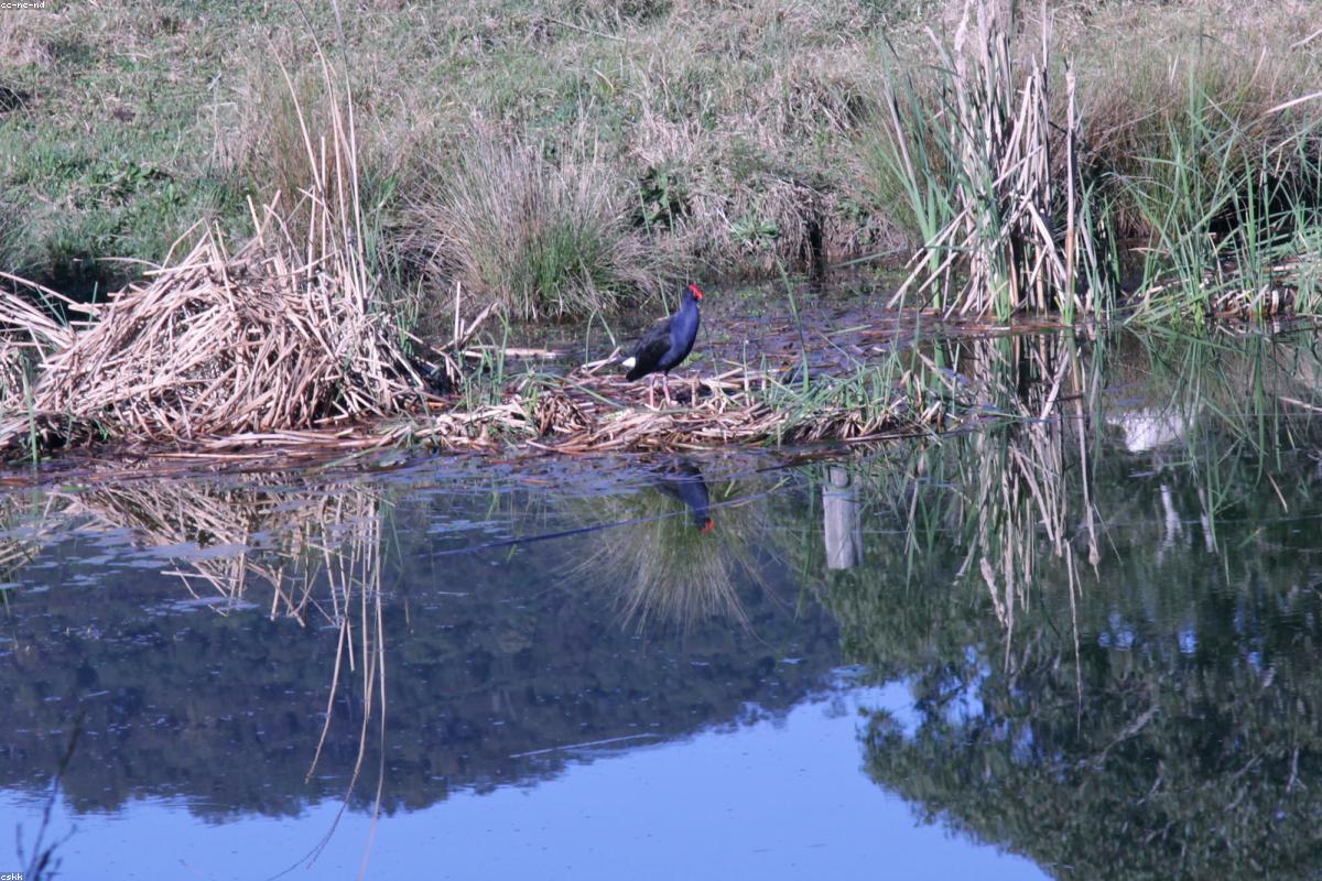 Swamphen in reeds