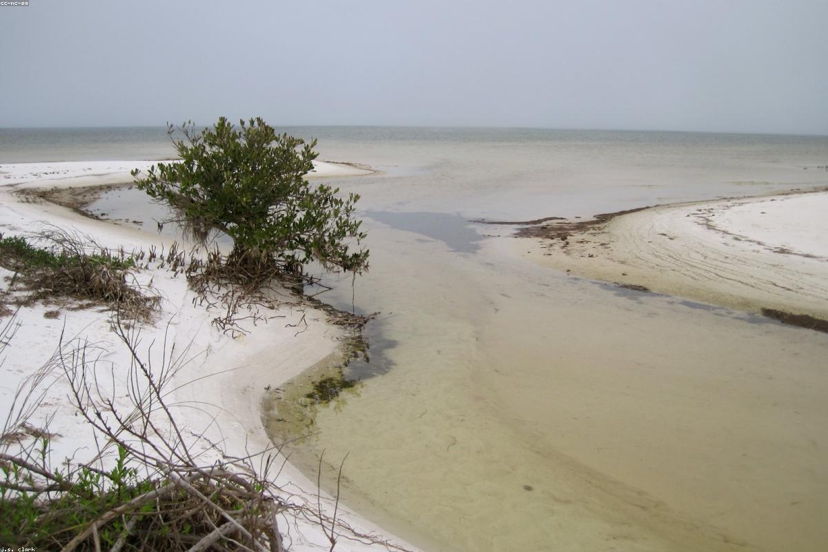 Wide view of lagoon at low tide