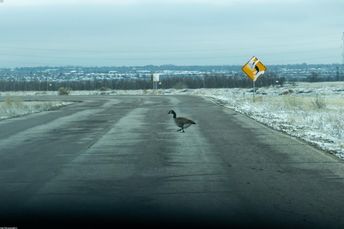 Sacramento NWR wintering waterfowl