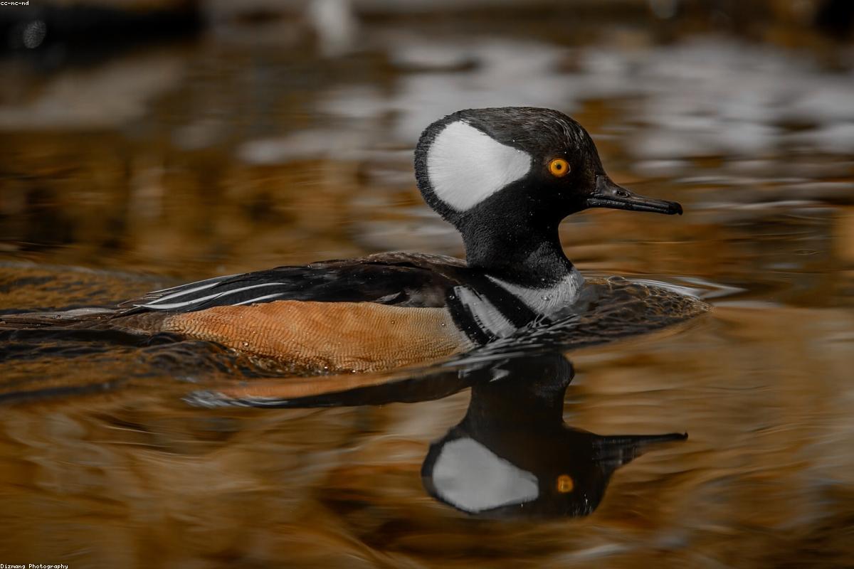 Green-winged teal close