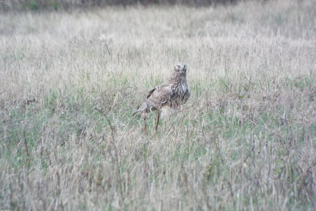 Female harrier close