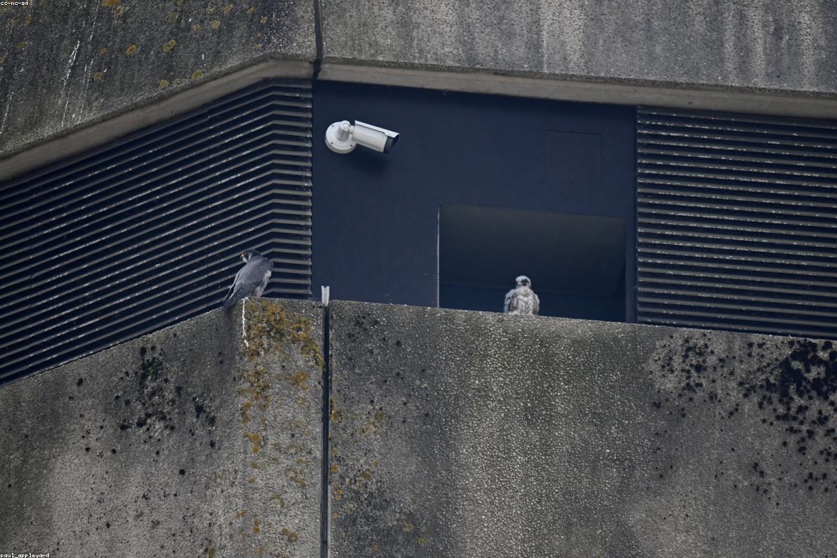 Peregrine falcon in blurred flight