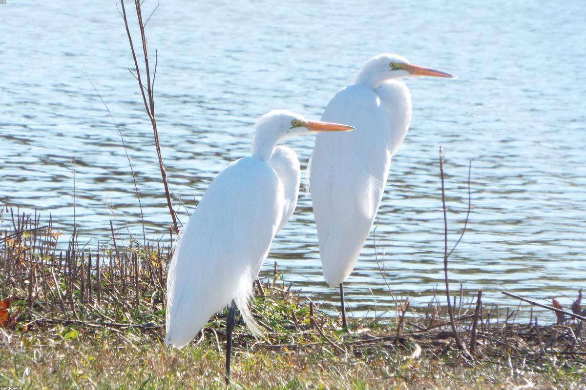 Great egret in fog