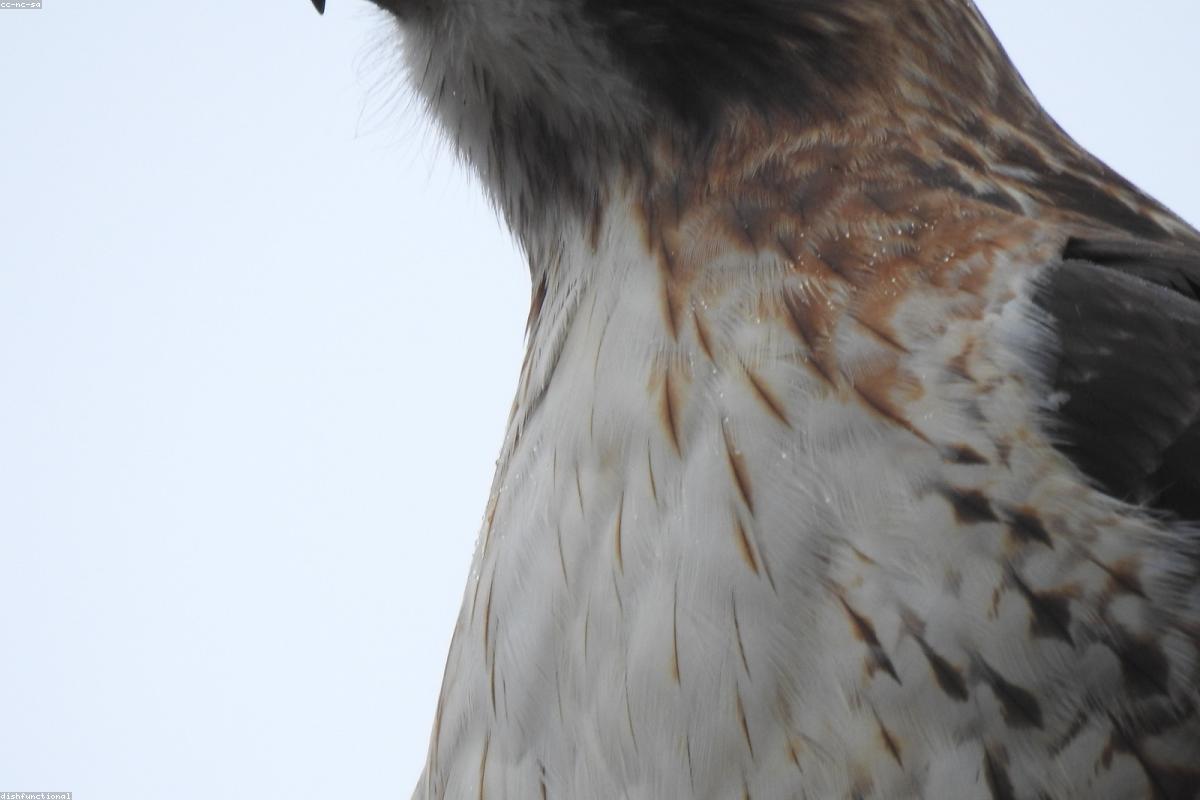 Red-tailed hawk on post