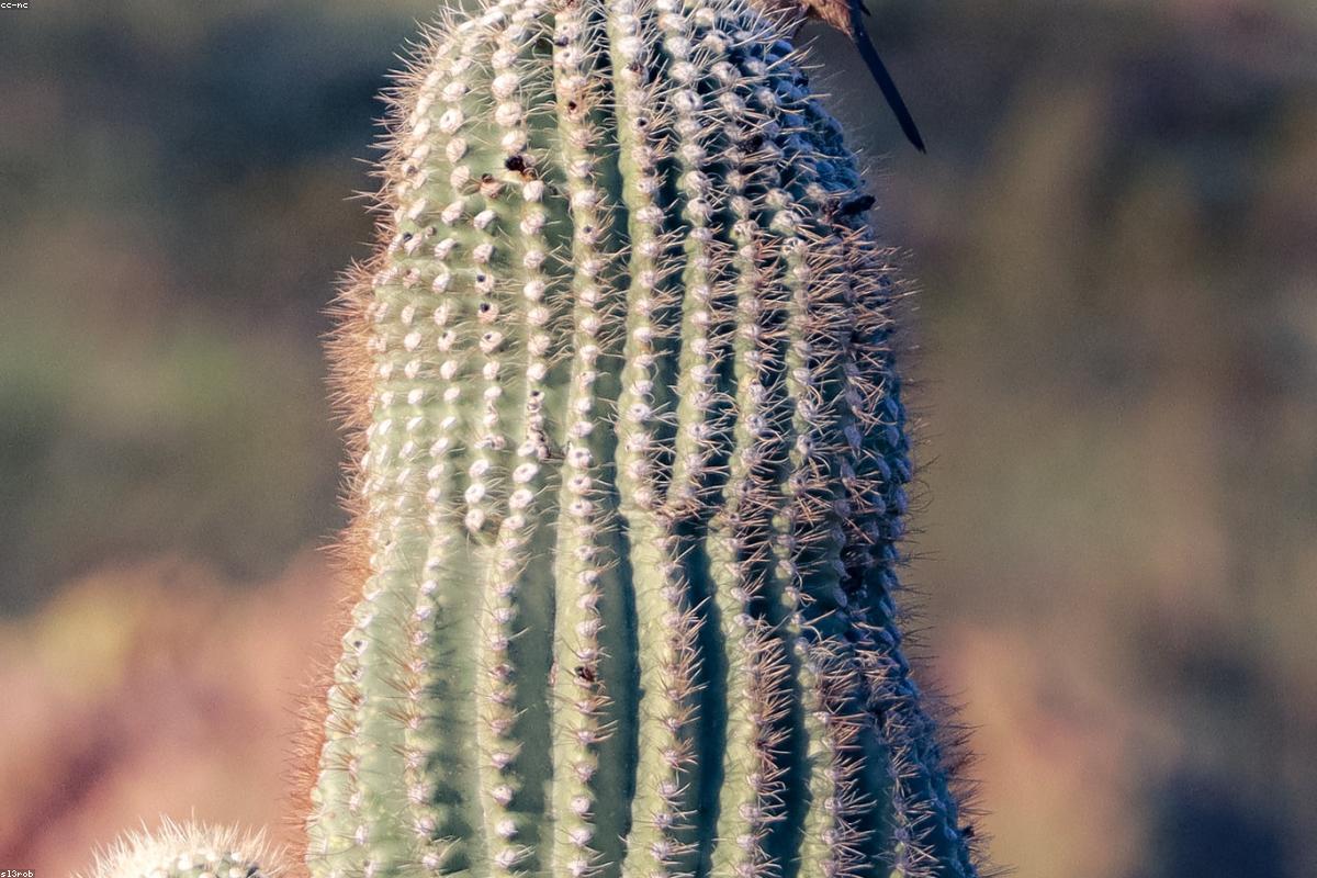 Thrasher with curved bill in morning light
