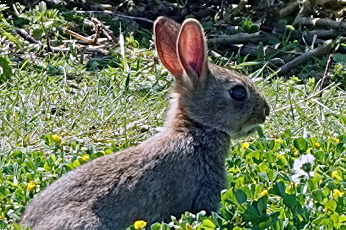 Cottontail rabbit crouched in shade