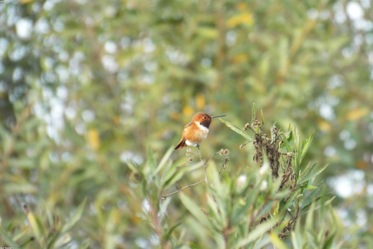 Male hummingbird at red flower