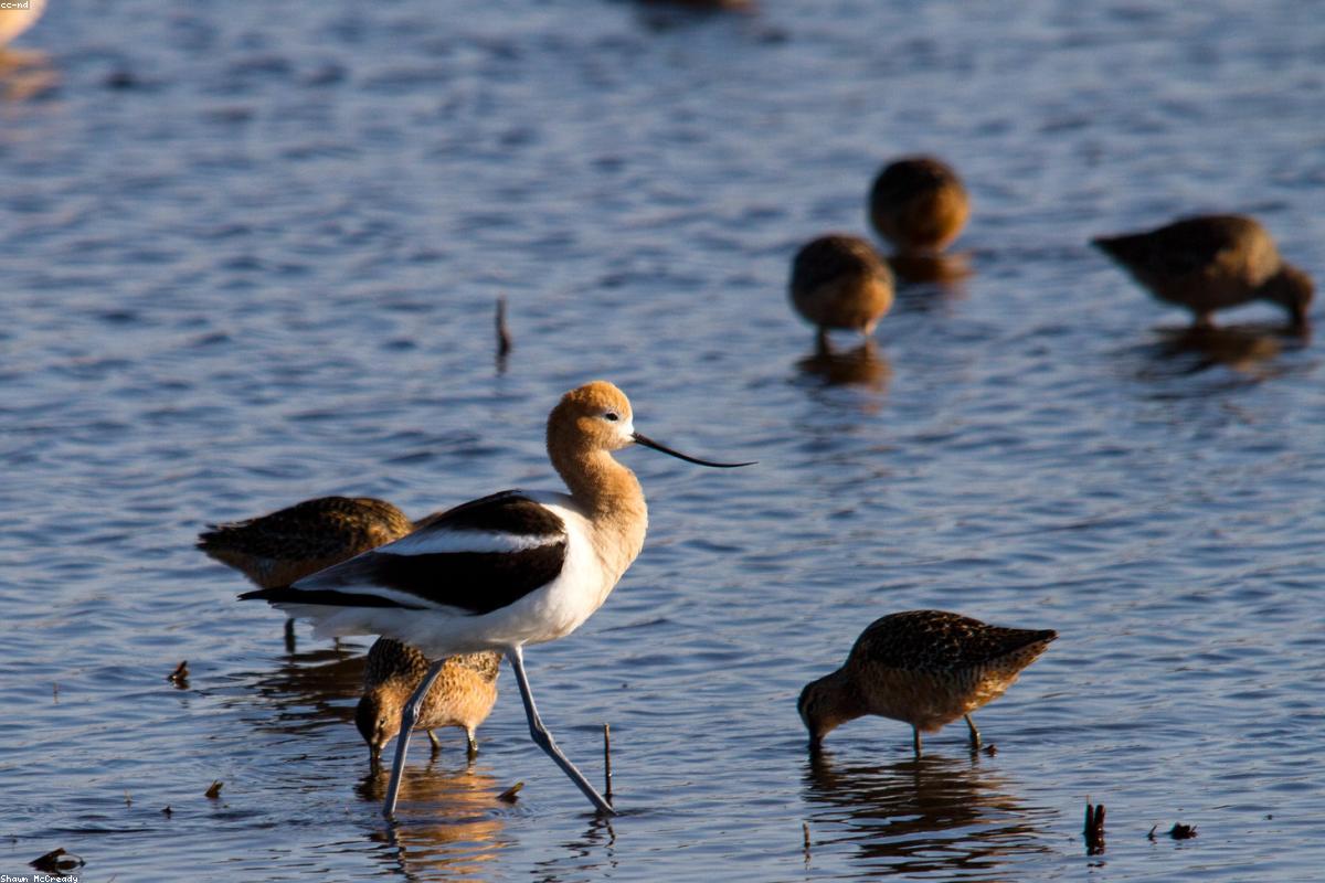 Avocet in rust-colored plumage